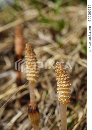 春天傳統可愛的Tsukushi 40200913