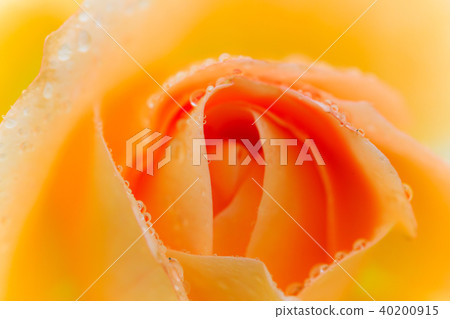 植物花蕾 40200915