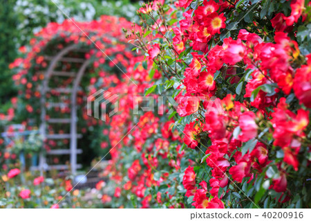 植物花蕾 40200916