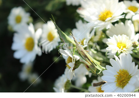 小螞蚱和小菊花 小螞蚱和小菊花 40200944