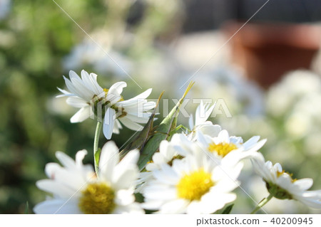 小螞蚱和小菊花 40200945