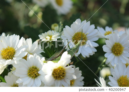 Baby grasshopper and small chrysanthemum 40200947
