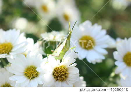 Baby grasshopper and small chrysanthemum 40200948