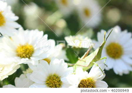 Baby grasshopper and small chrysanthemum 40200949