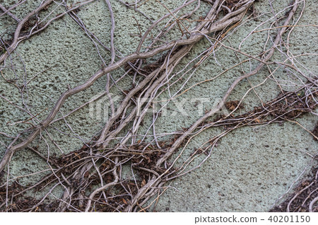 Weaving the root of a tree against a stone backgro 40201150