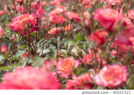 玫瑰 玫瑰 40201321