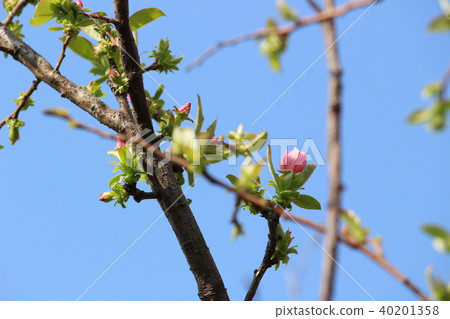 卡琳的花 卡琳的花 40201358