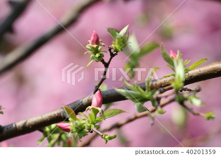 卡琳的花 卡琳的花 40201359