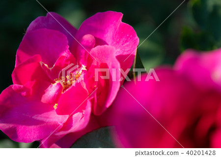 Roses Roses 40201428