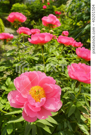 Shikkouji Garden in full bloom of glaze flower 40201504