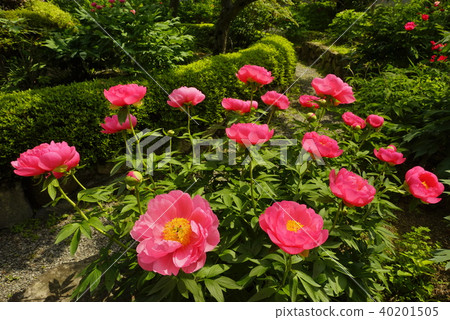 Shikkouji花園盛開的釉花 40201505