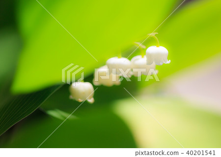 植物花Suzuran 40201541