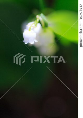 植物花Suzuran 40201542