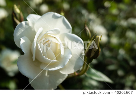 Roses 40201607