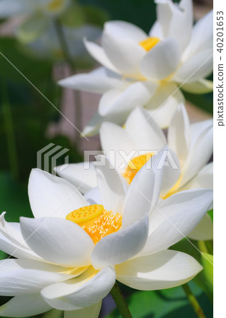 植物花蓮 40201653