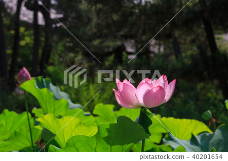 植物花蓮 40201654