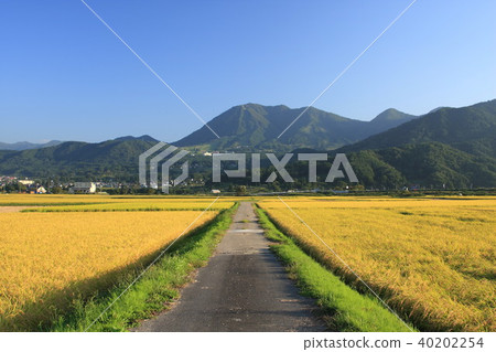 Golden rice ear 40202254