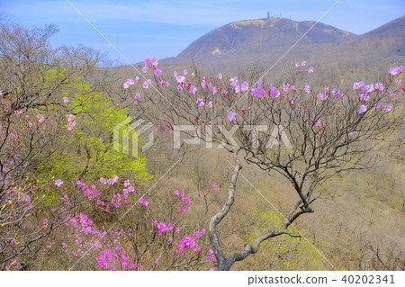 Akaashio和新鮮的綠色和Jizodake 40202341