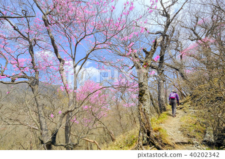 赤城杜鵑花山徒步旅行 40202342
