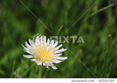 White banana dandelion White banana dandelion 40202589