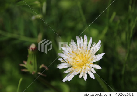 White banana dandelion White banana dandelion 40202591