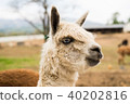 羊駝 40202816