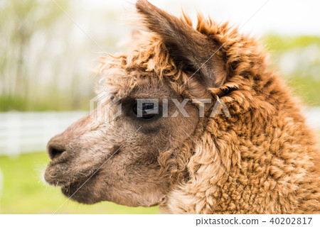 alpaca 40202817