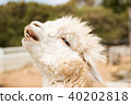羊駝 40202818