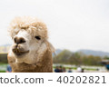 羊駝 40202821