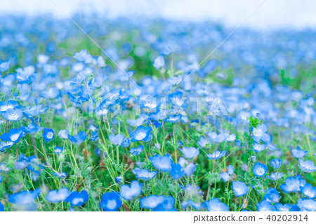 Nemophila 40202914
