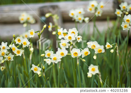 日本水仙 日本水仙 40203286