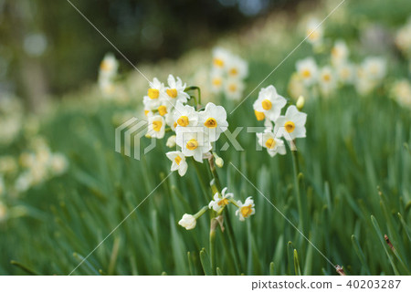 Japan Narcissus Japan Narcissus 40203287