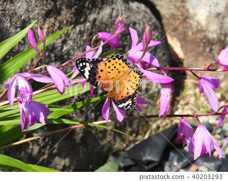 Northern bluefin leopard (female) who visited for nectar with purple orchid Northern bluefin leopard (female) who visited for nectar with purple orchid 40203293