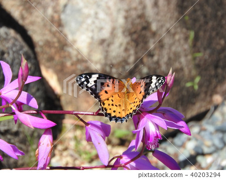 Northern bluefin leopard (female) who visited for nectar with purple orchid 40203294