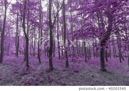 Infra red forest in purple colors 40203340