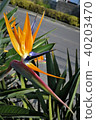 Okinawa Southern Country Flower "Pleasure Bird Flower Stretia" 40203470