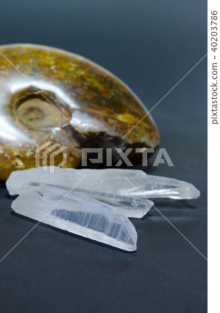 Crystal and snail fossils 40203786