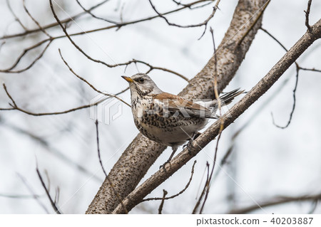 Fieldfare, (Turdus pilaris) Fieldfare, (Turdus pilaris) 40203887