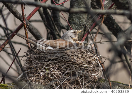 Fieldfare, (Turdus pilaris) Fieldfare, (Turdus pilaris) 40203889