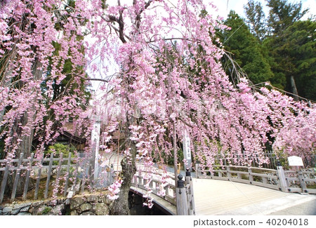 和歌山縣伊東郡高野町垂枝櫻花盛開的高野山金剛富士前 40204018