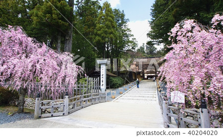 和歌山縣伊東區高野町高野山空王寺哭泣的櫻花 和歌山縣伊東區高野町高野山空王寺哭泣的櫻花 40204020