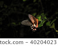 Iriomote Island Swallowtail Butterfly 40204023