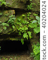 Coal mine trace of remote island in Iriomote Island 40204024