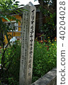 Iriomote Island boat float Iriomote wild cat discovery capture place 40204028