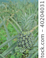 Iriomote Island pineapple field 40204031