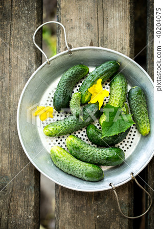 cucumber in a colander cucumber in a colander 40204075