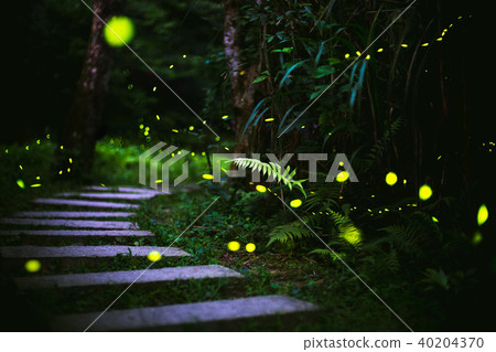 fireflies in the bush at night in taiwan 40204370