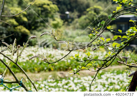 海芋田圍籬上的植物 Plants That Grow On Fences 海芋園の柵の上の植物 花 40204737