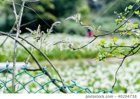 海芋田圍籬上的植物 Plants That Grow On Fences 海芋園の柵の上の植物 花 40204738