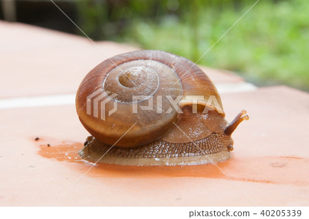 snail crawling on plant pot snail in the garden snail crawling on plant pot snail in the garden 40205339